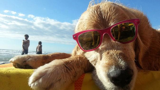 Golden Retriever bagnato con occhiali da sole rosa, rilassato su un telo da mare con il mare sullo sfondo.